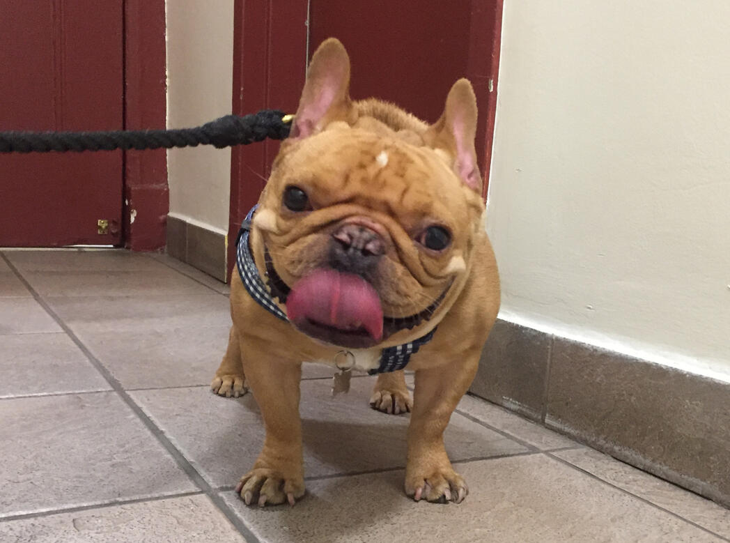 Milo Milo